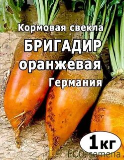 Кормовая свекла для кур