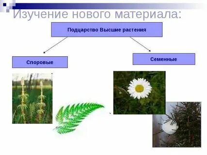 Сообщение про высшие растения