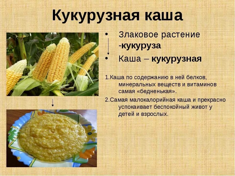 Крупы из кукурузы. Кукуруза каша. Полезные качества кукурузы. Сообщение о кукурузной крупе. Польза кукурузной воды