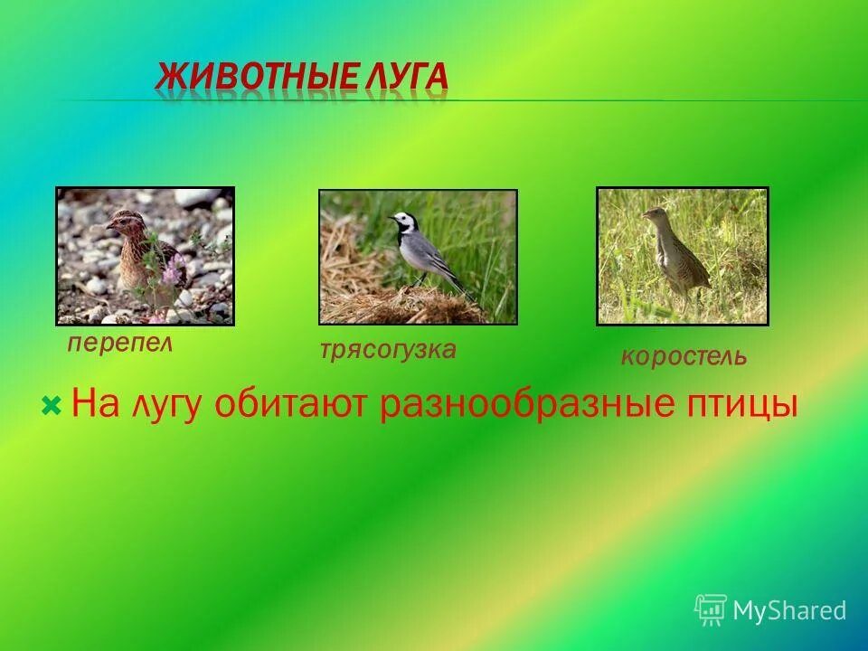 луговые животные нашего края. луговые обитатели. 3 животных луга. животные живущие на лугу. животные лугов.