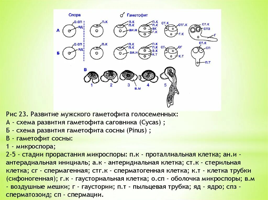 Формирование мужского гаметофита у сосны. Развитие мужского гаметофита голосеменных. Микроспорогенез формирование мужского гаметофита у сосны. Последовательность развития мужского гаметофита сосны.