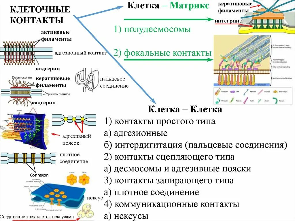 Клеточные контакты. Виды контактов клеток. Плотное соединение клеток. Типы клеточных контактов.