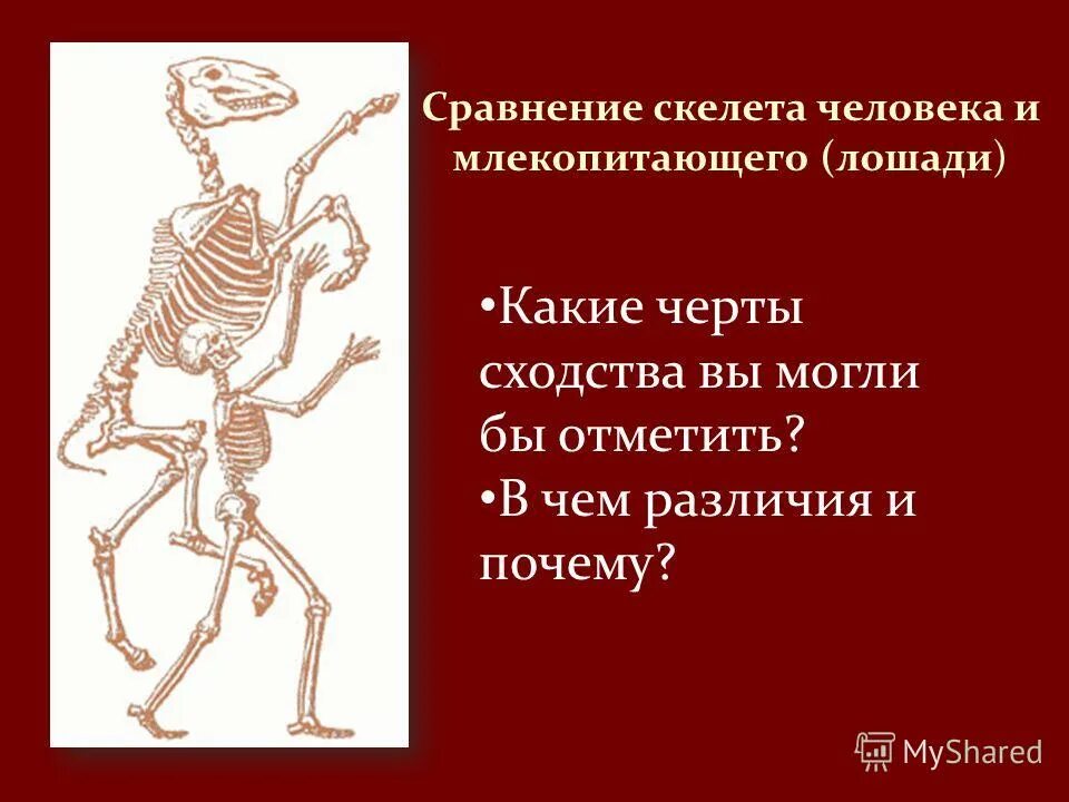 В чем сходство скелета человека и млекопитающих