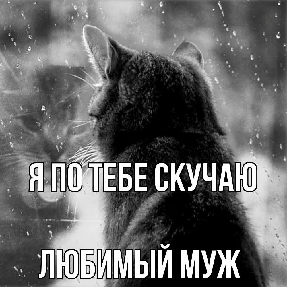 Картинки на тему скучаю по тебе. Я тебя люблю кот. Люблю и скучаю минус. Люблю скучаю. Я очень скучаю.