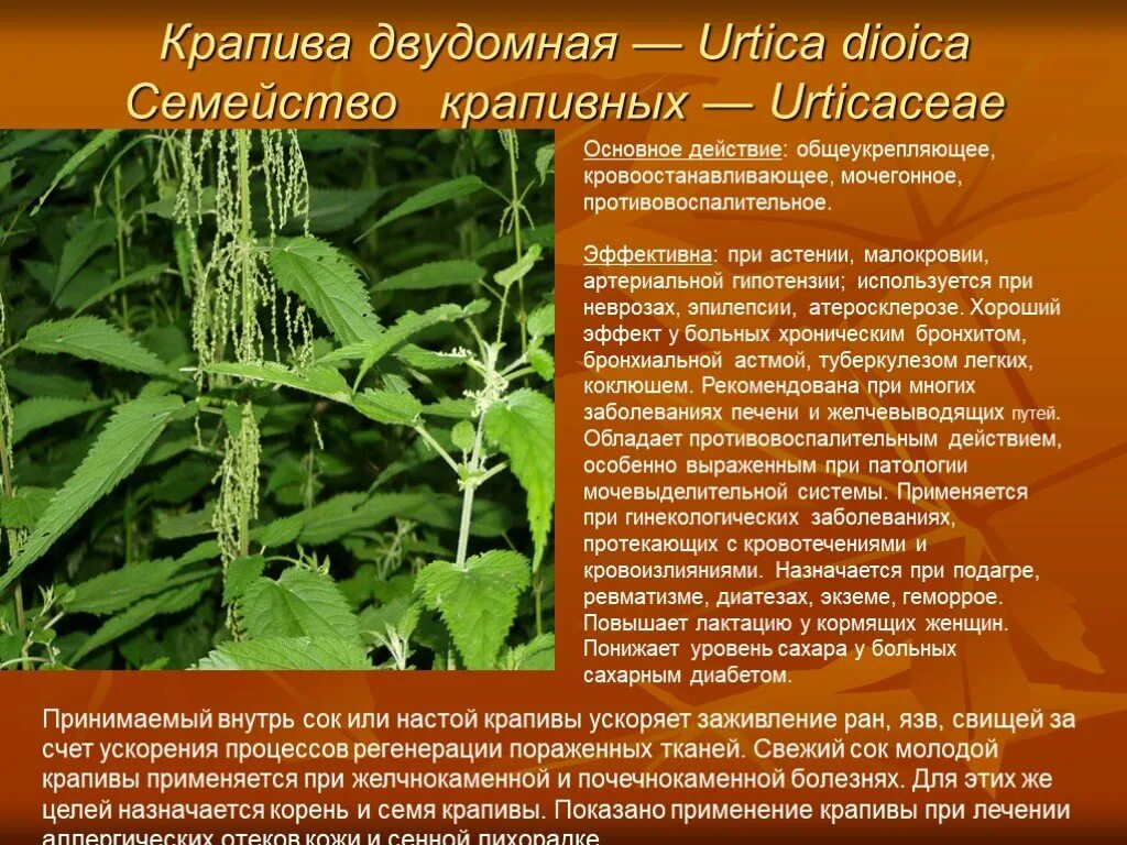 Лекарственные травы в онкологии. Крапива для сокращении матки. Крапива двудомная (urtica dioica l. Травы сокращающие матку после родов. Полезные травы крапива.