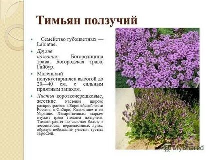 Тимьян другое название