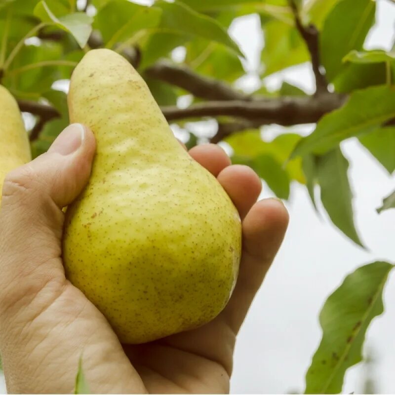 Mazzone pear. Груша Дюшес Вильямс. Груша Дюшес летний (Вильямс). Груша пермячка. Сорт груши Бартлетт.