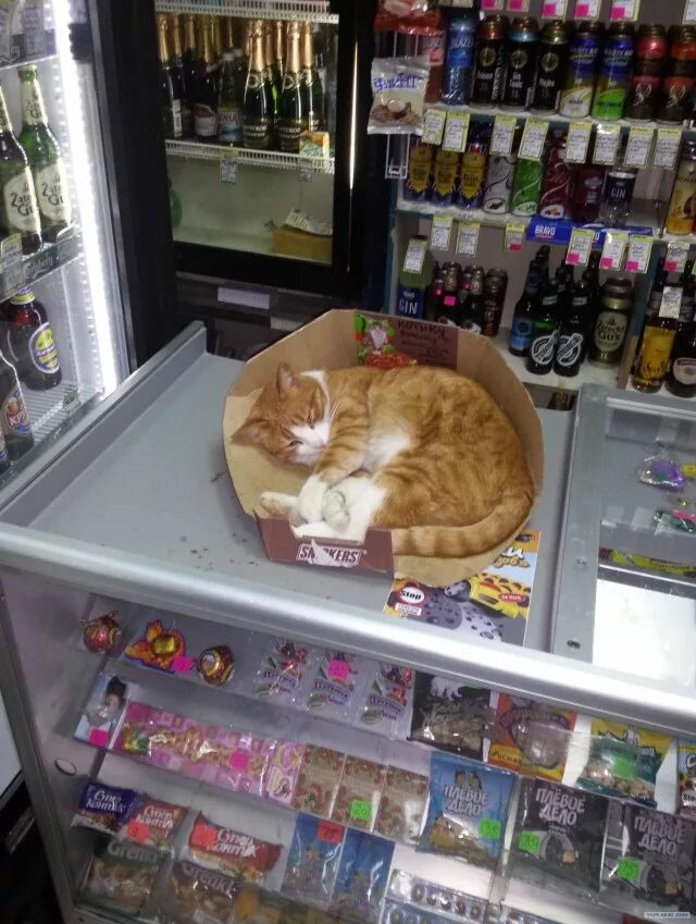 Cat store. Кошка в магазине. Кот на прилавке. Кот в продуктовом магазине. Коты в зоомагазине.