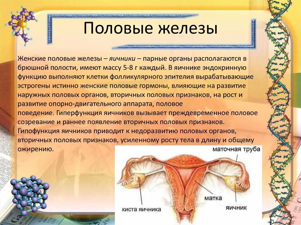 Строение и расположение половых желез