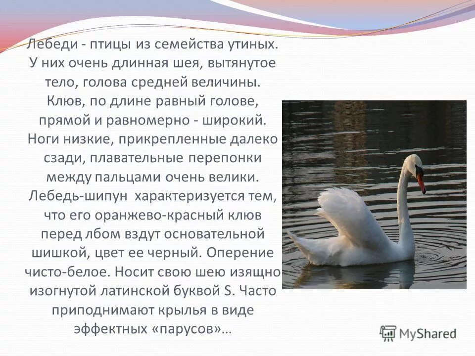 статья о лебедях из энциклопедии. информация о лебедях. презентация на тему лебедь. факты о лебедях. доклад про лебедя.