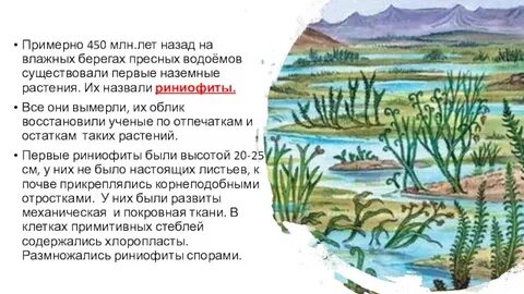 В какой период появились первые наземные растения