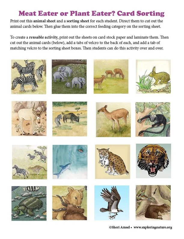 Plant-animals. Herbivores carnivores and omnivores. Carnivore animals. Травоядные животные картинки для детей. Many plant eating animals.