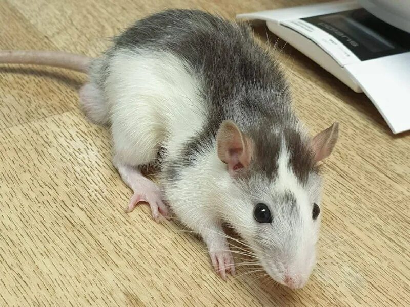помощь крысам. помощь крысам. чёрная крыса дамбо взрослая. крыса девочка. крыса держит крысу.