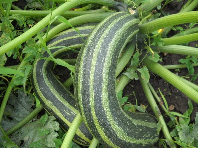 14 Unusual Pumpkins For Fall Decorating (And Eating, Too) Autumn Squash varietie