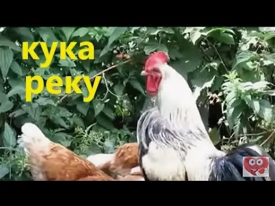 Послушать пение петуха. Большая птичья книга. Петух музыкальный. Курица с микрофоном. Петух музыкальный критик.