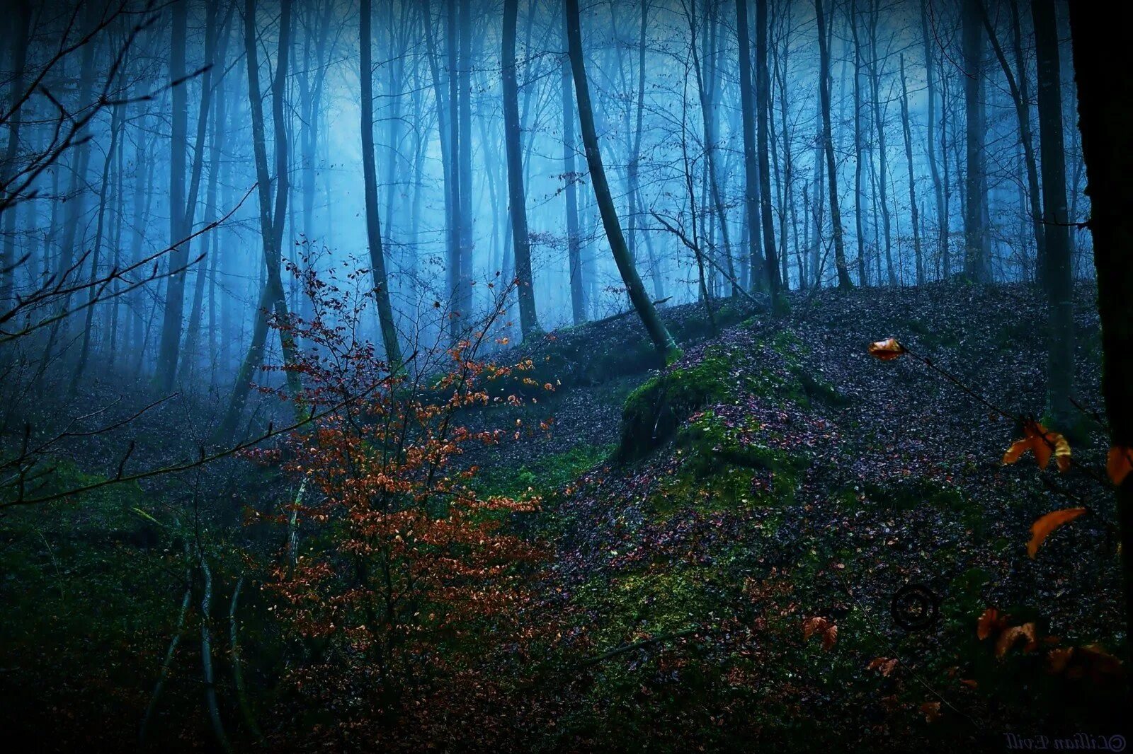 Красивые леса ночью. Ночной лес. «Ночь в лесу». Темный лес. Поляна в дремучем лесу.