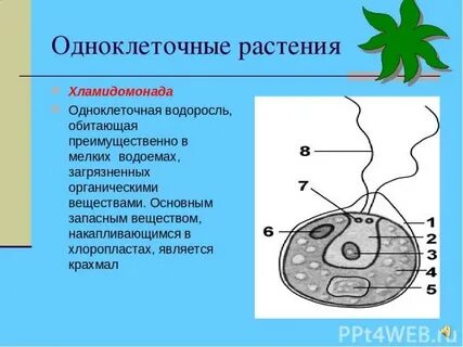 Примеры одноклеточных растений