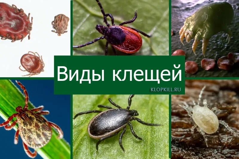 ⛔ Most Dangerous Human Animal On Samara Bow Is Not A Wolf Or A Viper, But A Smal