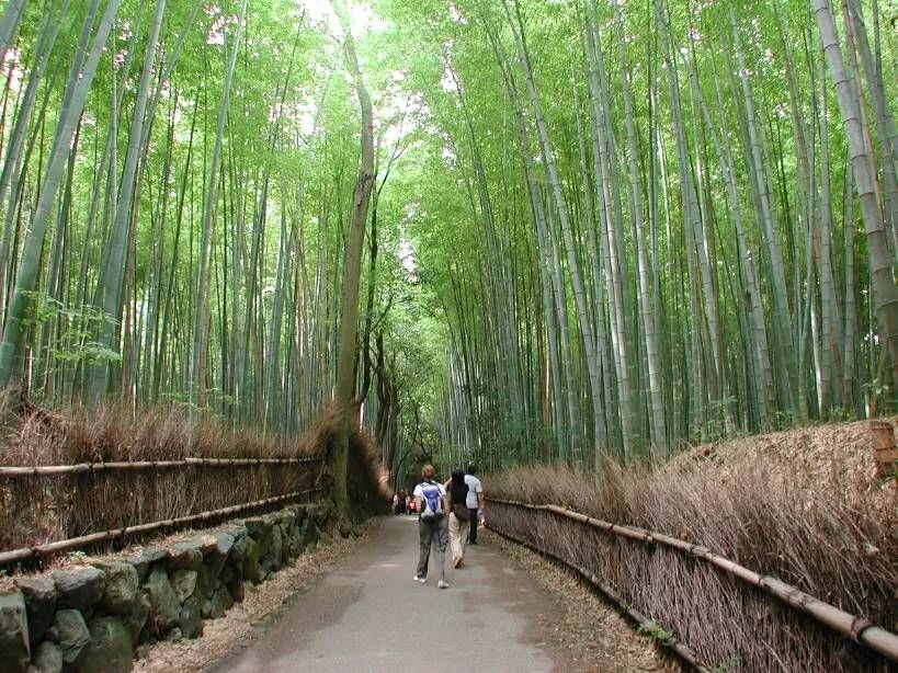 За сколько часов вырастает бамбук. Рост бамбука. Бамбук высота в природе. Высота бамбука. Скорость роста бамбука.