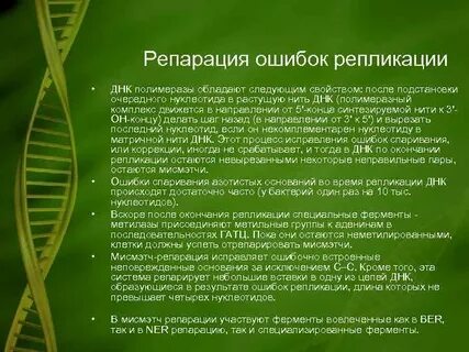 Репарация днк полимеразой