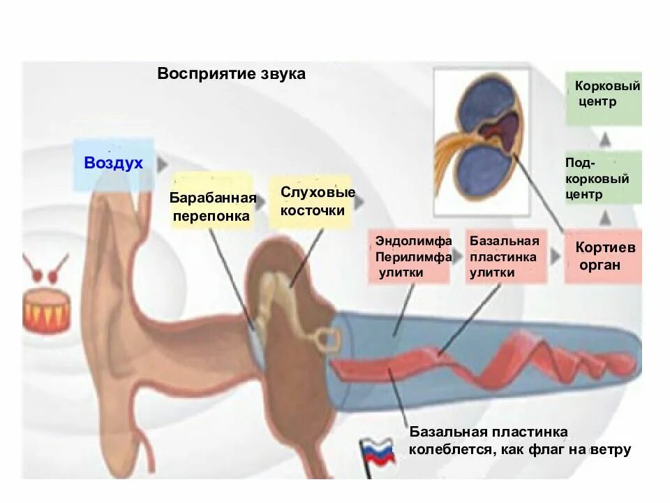 Центр понимания письменной речи. Центры анализаторов в коре головного мозга. Центр восприятия. Область тактильной чувствительности головного мозга. Центр восприятия.
