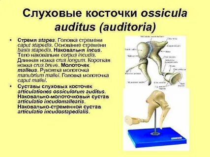 Как называются слуховые косточки