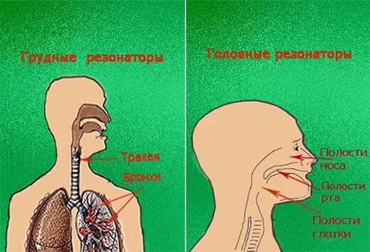 Головной и грудной резонаторы. Голосовые резонаторы. Головной и грудной резонаторы голосового аппарата. Верхние головные резонаторы.