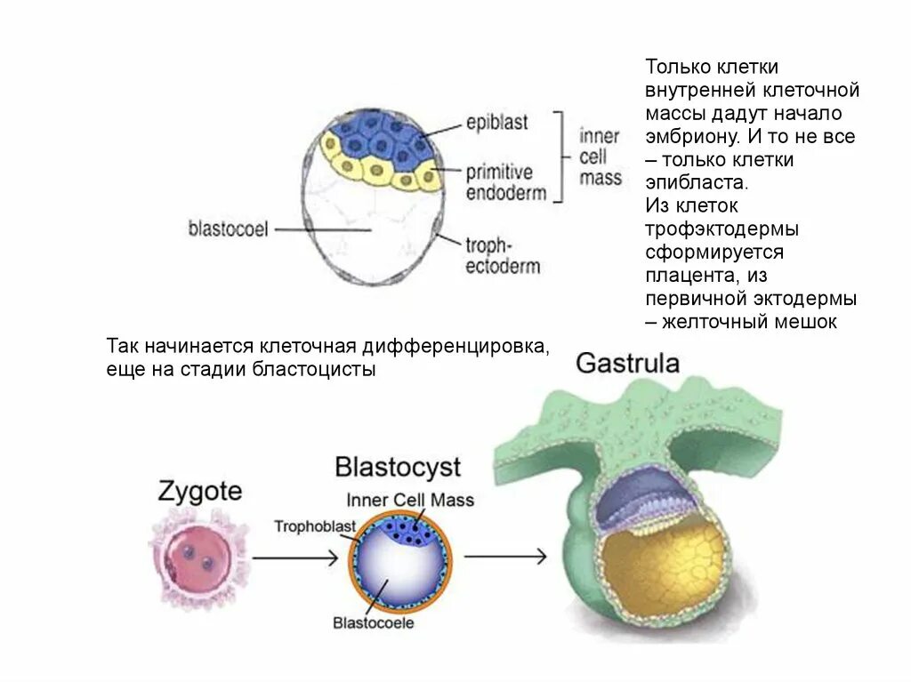 Внутренняя клеточная масса трофобласт. Клетки бластоцисты. Клетки внутренней клеточной массы. Строение бластоцисты. Образование неспециализированной клеточной массы развитие генеративных