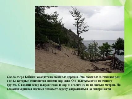 Песчаный корень