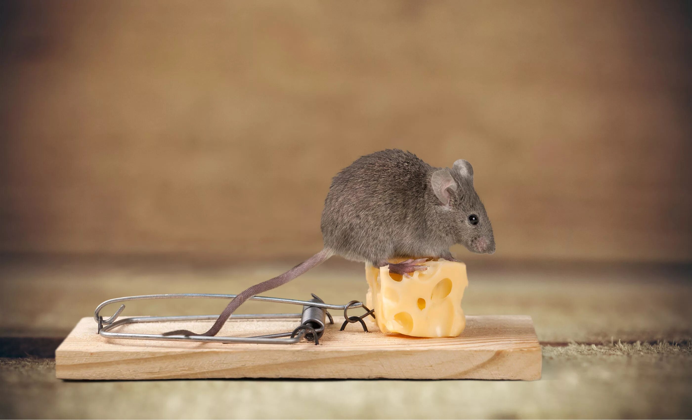 Мышь. Мышка в мышеловке. Мышь сыр мышеловка. Мышь домашняя. Про мышей и сыр
