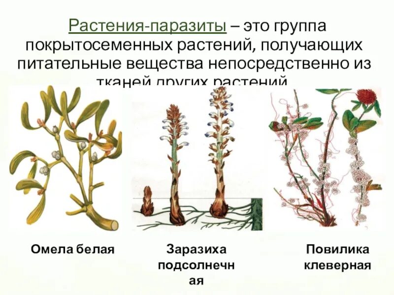 Заразиха растение паразит. Повилика, заразиха гаустории. Повилика заразиха омела. Повилика и заразиха растения паразиты. Распределите предложенные растения по группам растения паразиты
