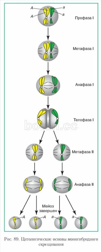Цитологические основы моногибридного скрещивания схема. Цитологические основы моногибридного скрещивания 10 класс. Цитологические основы моногибридного скрещивания. Цитологические основы наследования при моногибридном скрещивании. Организм содержащий одинаковые аллельные гены