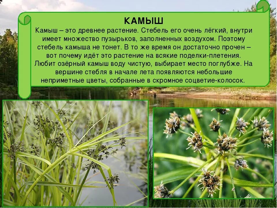 Сообщение о тростнике. Тростник описание растения. Камыш описание. Тростник растение. Камыши краткое описание.