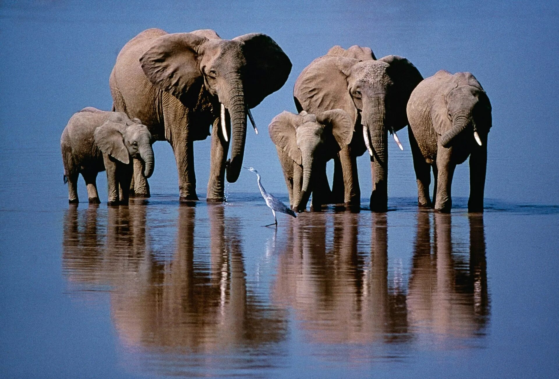 4 слоника. Стадо слонов. Слоны на водопое. Семья слонов. Звери на водопое.