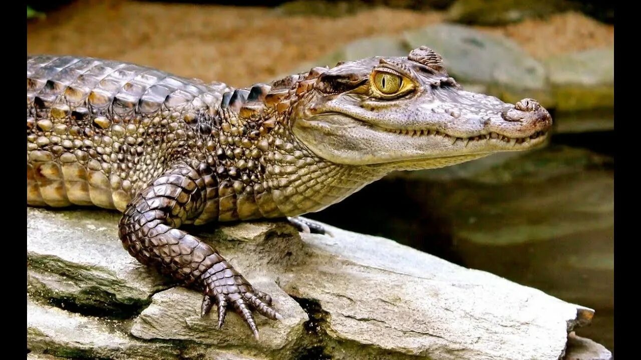 Как выглядит черный кайман Alligators (American or Mississippian Alligator) YouTube
