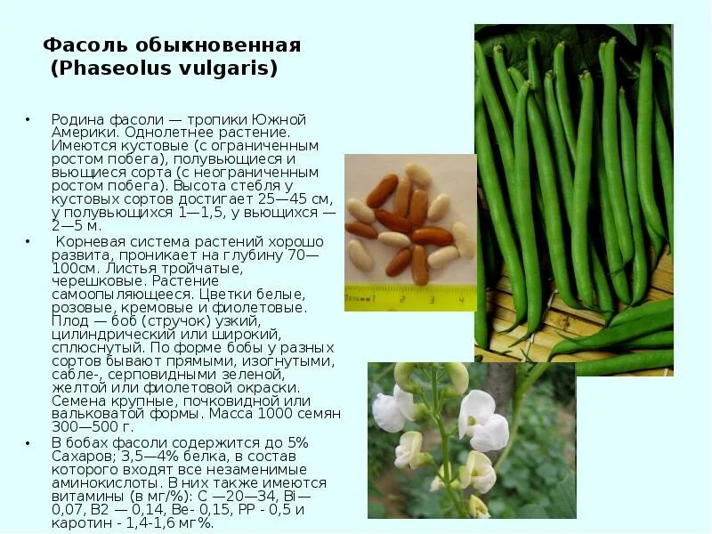 Какой стебель у бобовых