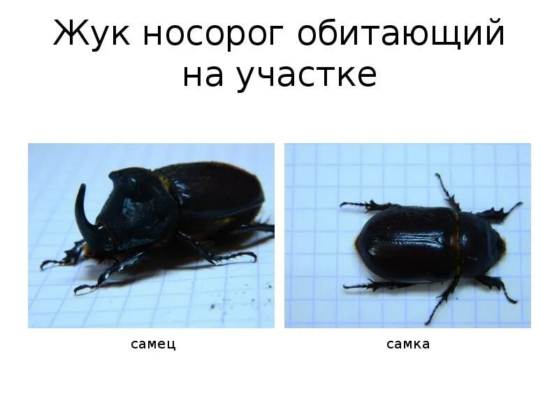 Жук носорог стадии развития. Жук-носорог ареал. жук носорог самец. жук носорог самка. жук носорог самка самка.