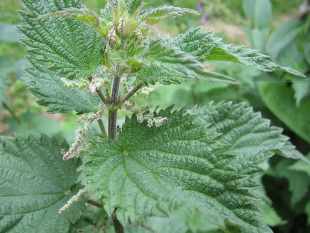 Крапива Онгаонга. Крапива двудомная. Крапива Киевская (Urtica Kioviensis). Крапива жгучая и двудомная.