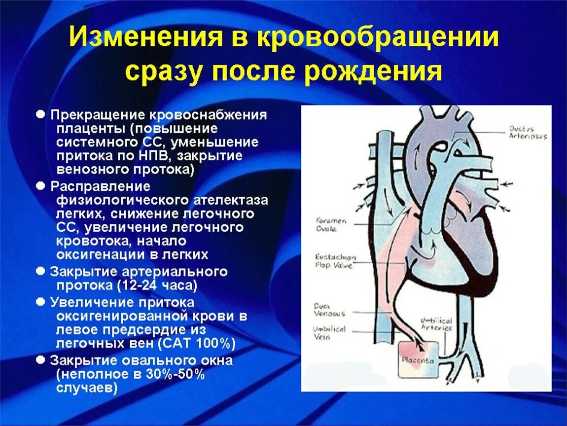 Изменения кровообращения после рождения. Изменения в системе кровообращения после рождения. Кровообращение ребенка после рождения. Изменение кровообращения плода после рождения. Полное прекращение кровообращения