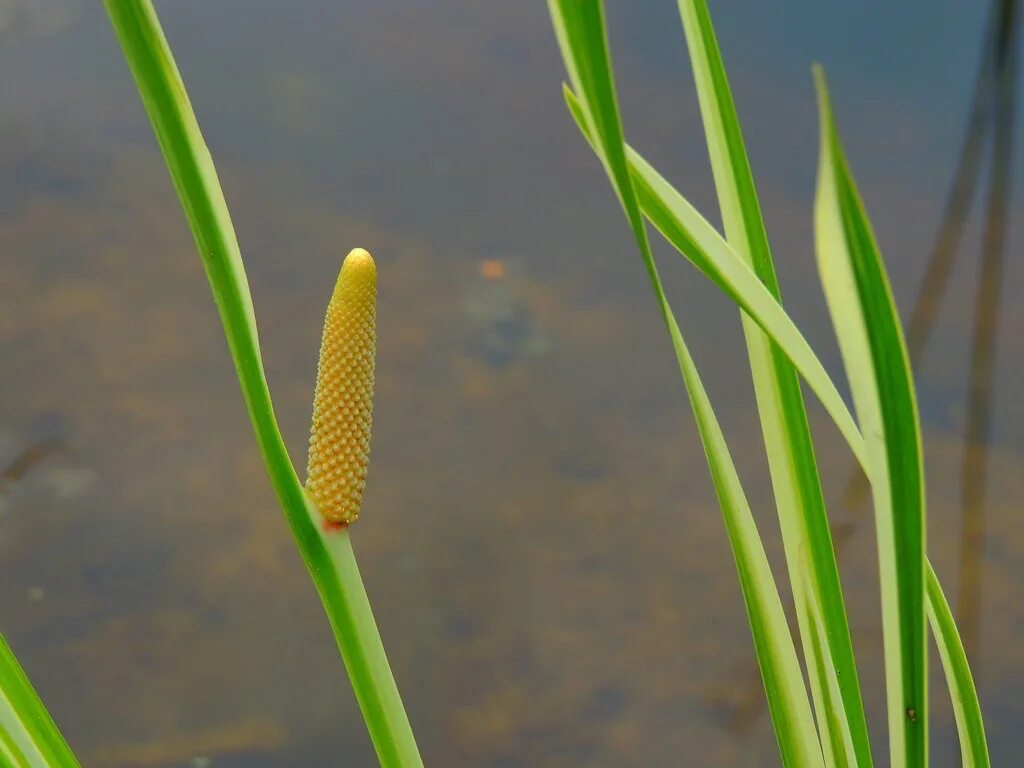 Acorus Calamus. АИР болотный. АИР болотный цветы. Calamus - АИР.