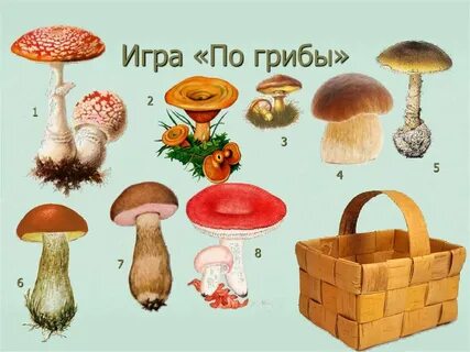 Грибы детские картинки с названиями
