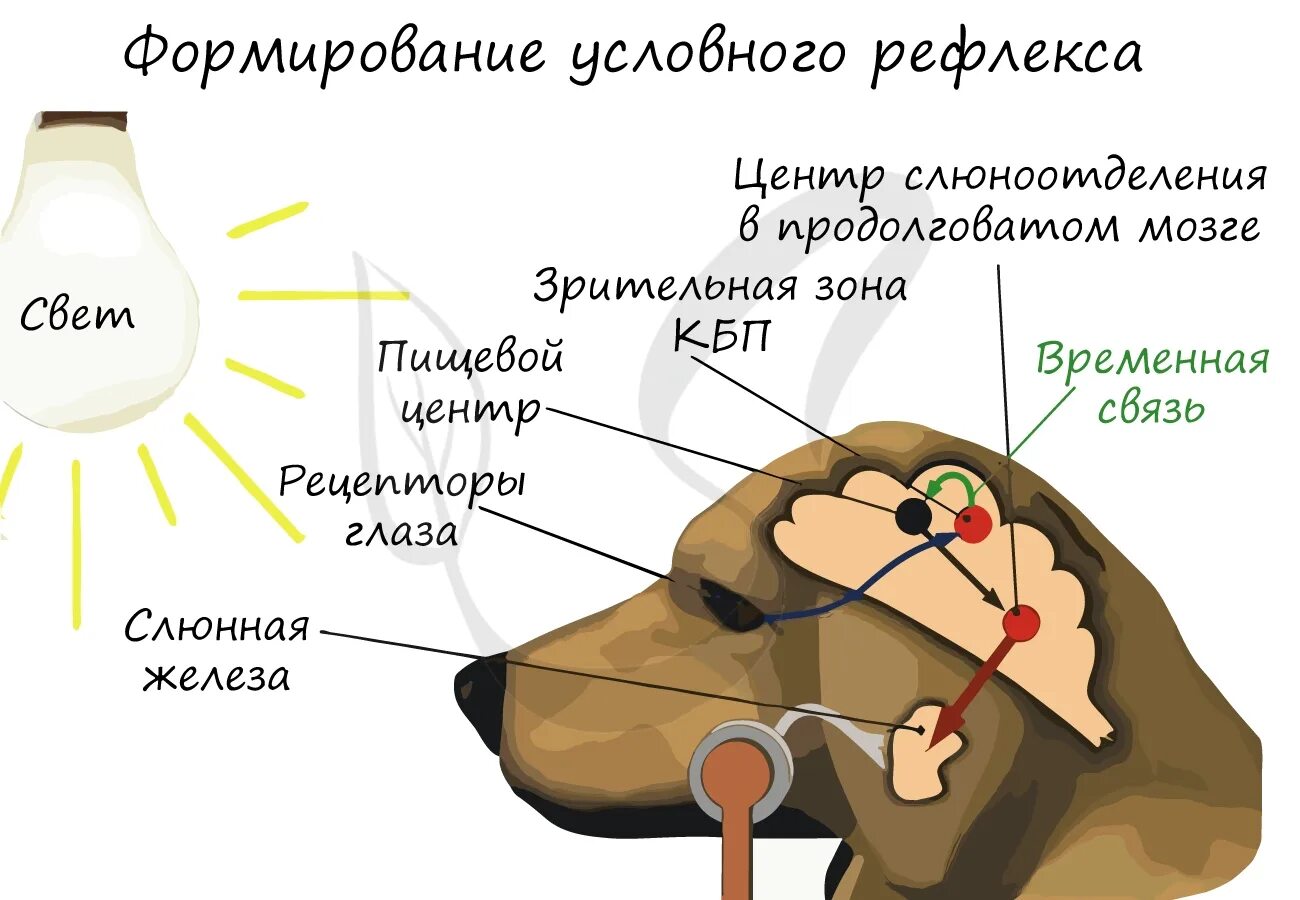 Центр условных рефлексов в головном мозге