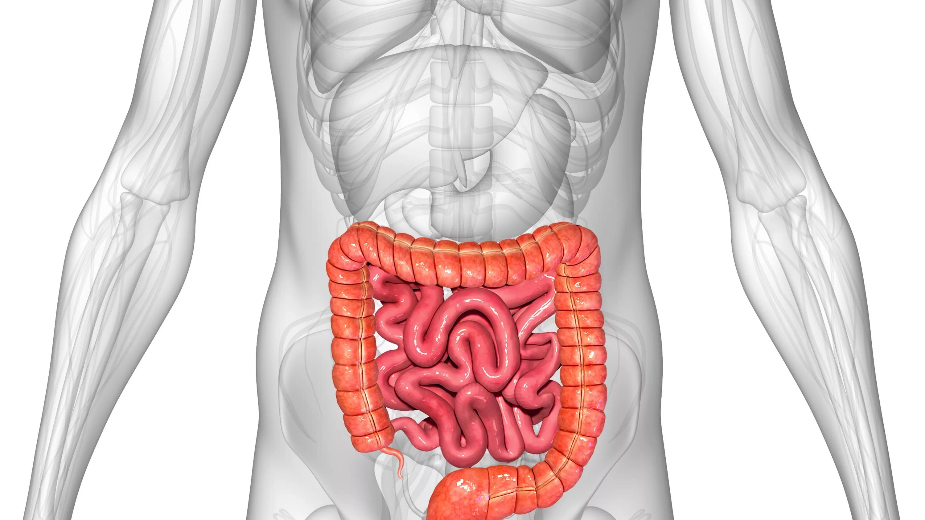 Толстый человек анатомия. Расположение тонкого кишечника. Толстый кишечник анатомия 3д. Расположение кишечника у человека. Мужской кишечник анатомия.