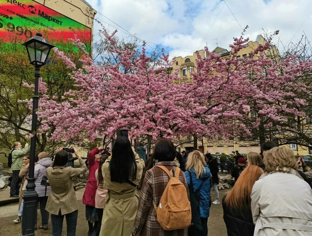 Сад дружбы в санкт петербурге сакура