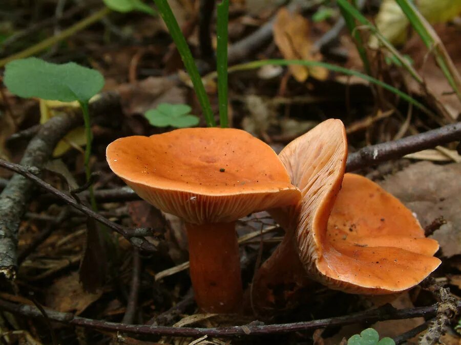 Грибы маслята красные. Какой гриб рыжий. Паутинник гриб оранжевый. Какой гриб рыжий. Рыжик и еловик.