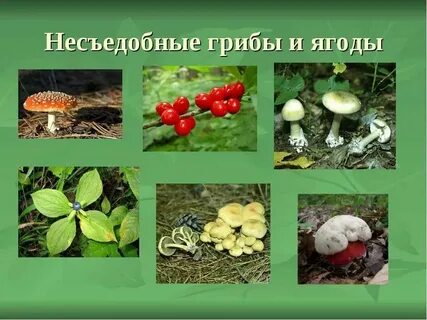 Гриб культурное растение