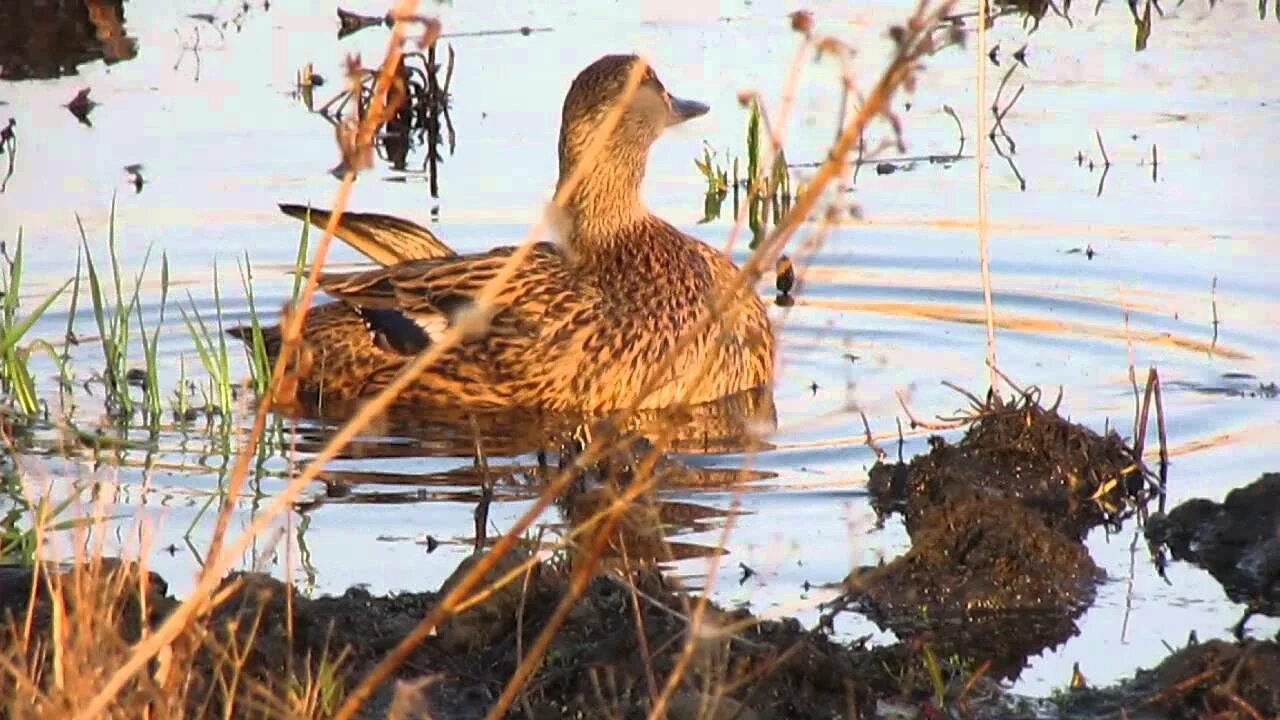 Голос подсадной утки для охоты зовущий селезня. Охота с подсадной уткой. весенняя охота на селезня с подсадной. охота с подсадной уткой весной на селезня. охота с подсадной уткой весной.