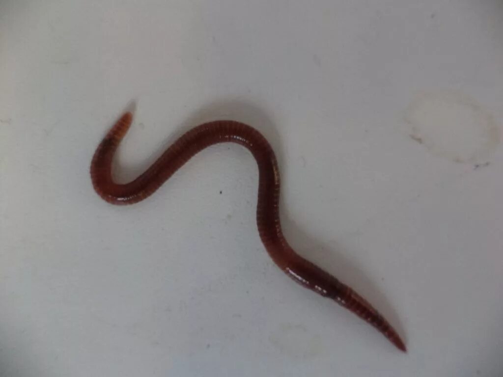 File:Figure 08 (PeerJ 4672) - Bipalium kewense scissiparity.png - Wikimedia Comm