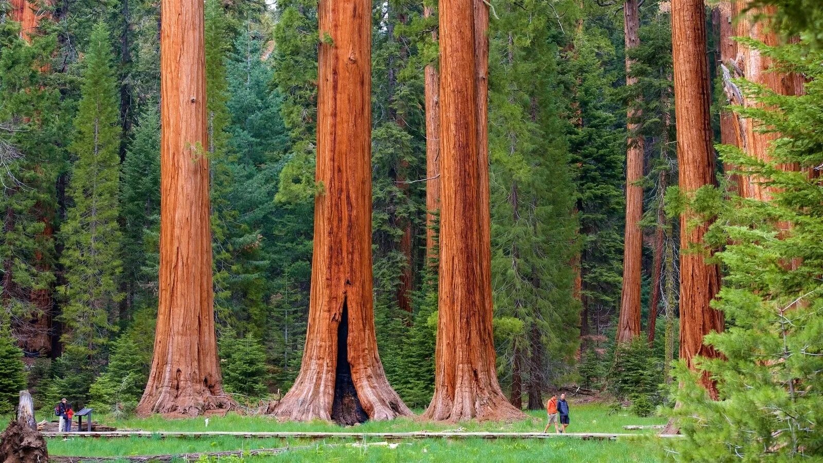 The tree is big