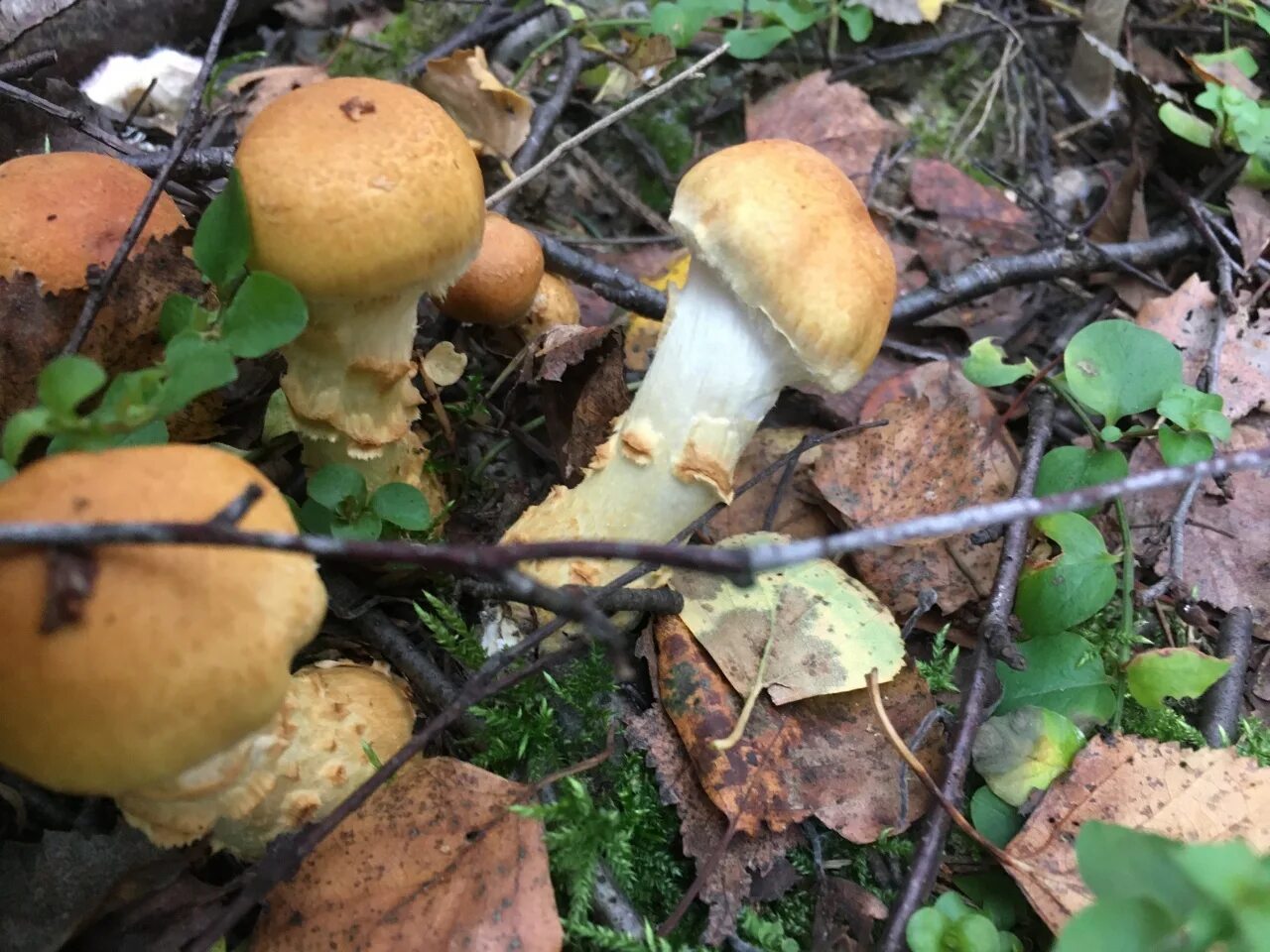 Паутинник триумфальный, или жёлтый (лат. Cortinarius triumphans)